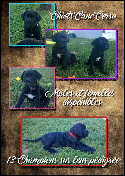 De La Garde Pretorienne - Cane Corso - Portée née le 21/04/2016