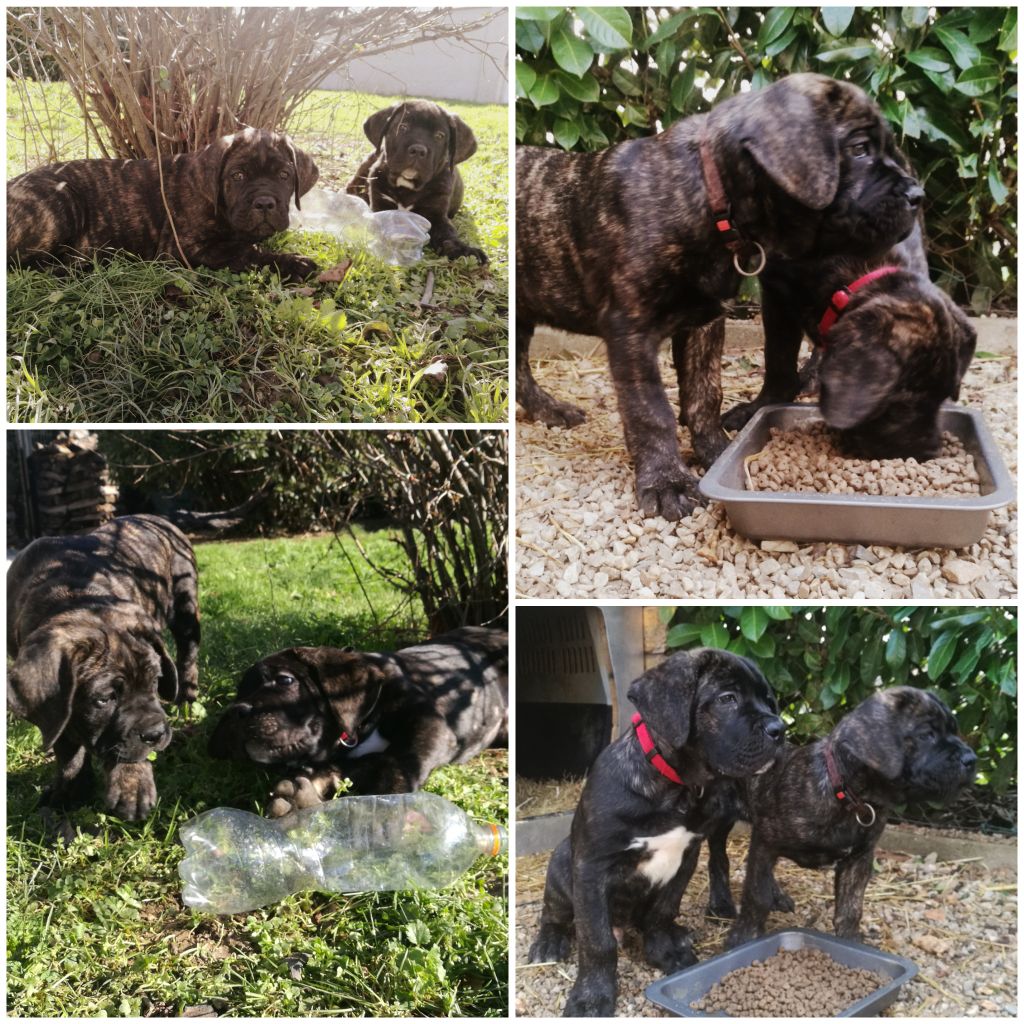 Chiot Cane Corso De La Garde Pretorienne